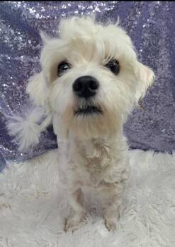 Benny -  Maltipoo Dog for Adoption in Cedarburg, Wisconsin - Benny | PetCurious