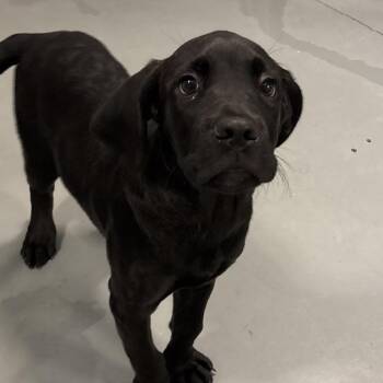 Baxley -  Mixed Breed Dog for Adoption - Baxley | PetCurious