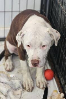 Mastiff Dogs Available for Adoption - Alice | PetCurious