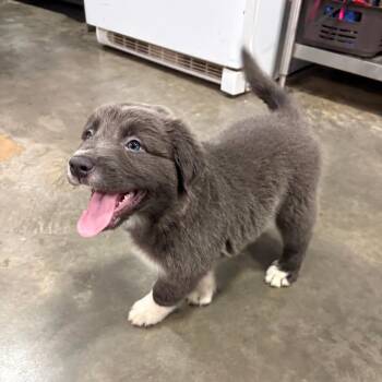 (Found) Carl -  Australian Shepherd and Mixed Breed Dog for Adoption in Cabot, Arkansas - (Found) Carl | PetCurious