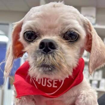 Carol Mae FKA T1 -  Mixed Breed Dog for Adoption in Leander, Texas - Carol Mae FKA T1 | PetCurious