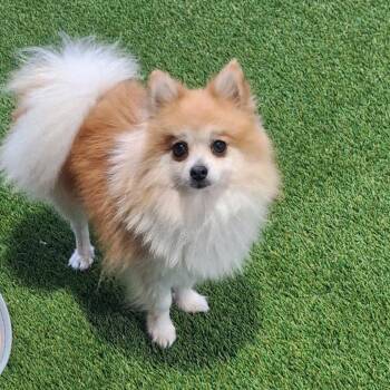 Scooter 9098 -  Pomeranian Dog for Adoption in Loxahatchee Groves, Florida - Scooter 9098 | PetCurious