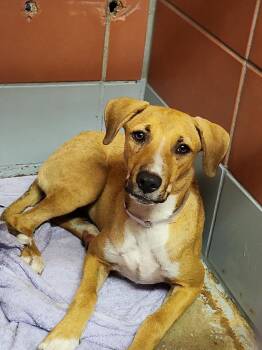 BAMBI -  Labrador Retriever and Mixed Breed Dog for Adoption in Houston, Texas - BAMBI | PetCurious