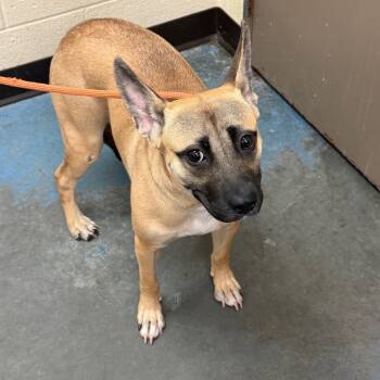 Rescue Mixed Breed Dogs for Adoption in Memphis, Tennessee - Lava-girl | PetCurious