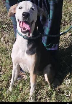 Rescue Shepherd and Mixed Breed Dogs for Adoption in Blountville, Tennessee - Freckles | PetCurious