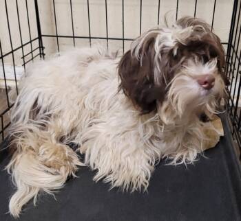 Rescue Terrier Dogs for Adoption in Lawrenceville, Georgia - Pen 238c | PetCurious