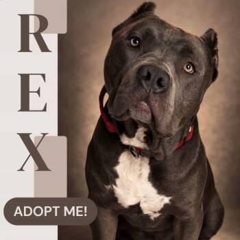 Pit Bull Terrier Dogs Available for Adoption - Rex | PetCurious