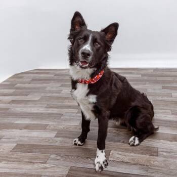 Dr. Squatch -  Border Collie and Mixed Breed Dog for Adoption in Los Angeles, California - Dr. Squatch | PetCurious