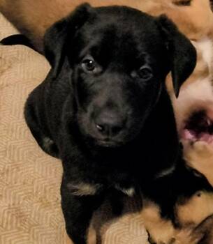 Doberman Pinscher and German Shepherd Dog Dogs Available for Adoption in Thompson Falls, Montana - Avery | PetCurious