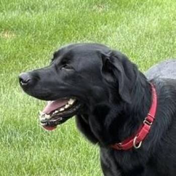 Banjo -  Black Labrador Retriever Dog for Adoption in Indianapolis, Indiana - Banjo | PetCurious