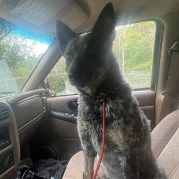Rescue Australian Cattle Dog Blue Heeler Dogs for Adoption in Madison, Wisconsin - Bodie | PetCurious