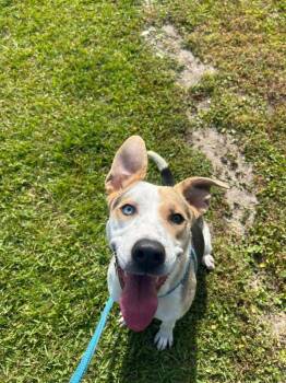 Hound and Pit Bull Terrier Dogs Available for Adoption in New Bern, North Carolina - Havannah | PetCurious