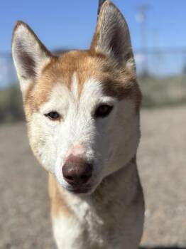 Logan 2nd Impound -  Husky Dog for Adoption in Moriarty, New Mexico - Logan 2nd Impound | PetCurious