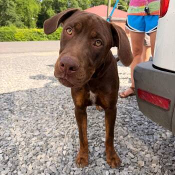 Rooster -  Labrador Retriever and Mixed Breed Dog for Adoption - Rooster | PetCurious