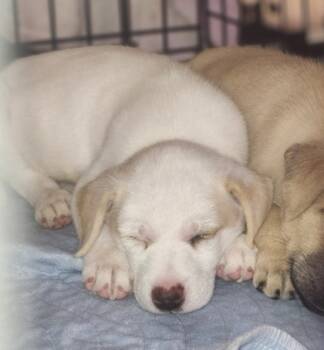 Rescue Parson Russell Terrier and Mixed Breed Dogs for Adoption in Schertz, Texas - Lucille | PetCurious