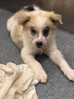 MARS -  Mixed Breed Dog for Adoption in Dallas, Texas - MARS | PetCurious