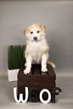 652-26 -  Retriever Dog for Adoption in Brighton, Colorado - 652-26 | PetCurious