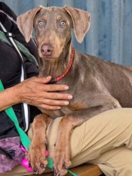 *CHAI -  Doberman Pinscher Dog for Adoption in Woodland, California - *CHAI | PetCurious