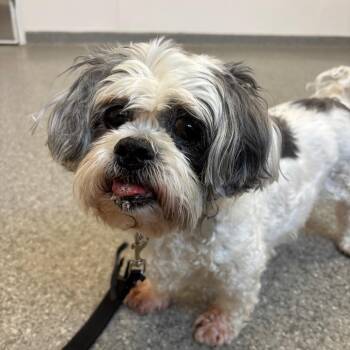 Mixed Breed Dogs Available for Adoption - Frankie | PetCurious