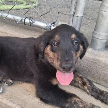 Buzz -  Collie and Golden Retriever Dog for Adoption in Freeport, Florida - Buzz | PetCurious