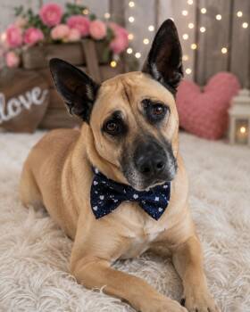 Stetson -  German Shepherd Dog Dog for Adoption in Merrillville, Indiana - Stetson | PetCurious
