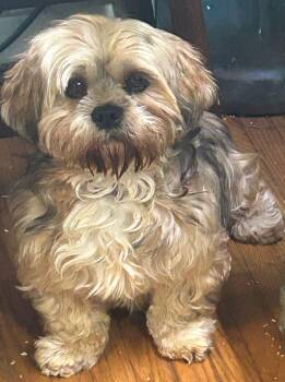 HARPER -  Lhasa Apso Dog for Adoption in Rossford, Ohio - HARPER | PetCurious