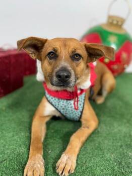 Black Mouth Cur and Labrador Retriever Dogs Available for Adoption - Darling | PetCurious