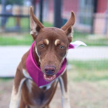 APRIL MOON -  Siberian Husky Dog for Adoption in San Antonio, Texas - APRIL MOON | PetCurious