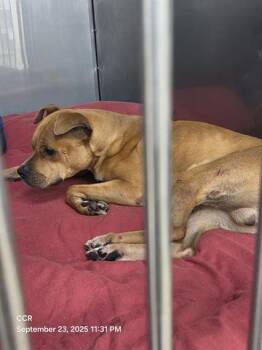 Rescue Pit Bull Terrier Dogs for Adoption in Orlando, Florida - A581144 | PetCurious