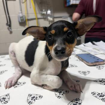 Adelyn -  Mixed Breed Dog for Adoption in Milton, Florida - Adelyn | PetCurious