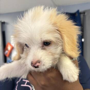 Emerald -  Mixed Breed Dog for Adoption in Lake Jackson, Texas - Emerald | PetCurious