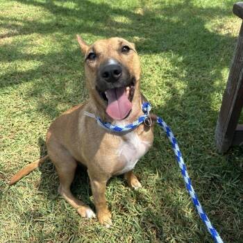Chauncy -  Bull Terrier Dog for Adoption in Long Beach, California - Chauncy | PetCurious