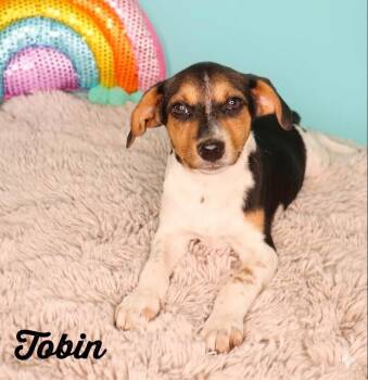 Tobin -  Rat Terrier Dog for Adoption in Monticello, Minnesota - Tobin | PetCurious