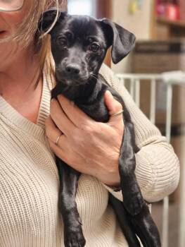 Chihuahua Dogs Available for Adoption - Bitzy | PetCurious