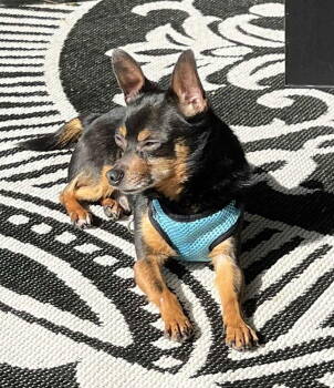 Rescue Chihuahua and Miniature Pinscher Dogs for Adoption in WDM, Iowa - Peanut | PetCurious