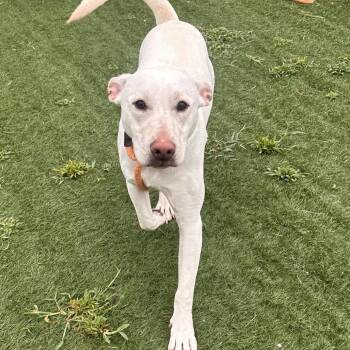 Diesel -  Labrador Retriever and Pit Bull Terrier Dog for Adoption in Canton, Illinois - Diesel | PetCurious