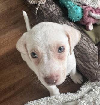 Baby Tank -  Black Mouth Cur and Shepherd Dog for Adoption in Washington, District Of Columbia - Baby Tank | PetCurious