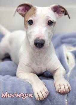 Meninges -  Parson Russell Terrier and Mixed Breed Dog for Adoption in Mason, Michigan - Meninges | PetCurious