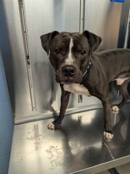 Pit Bull Terrier Dogs Available for Adoption - HODGES | PetCurious
