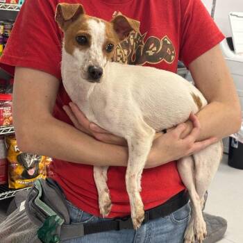 Princess -  Jack Russell Terrier Dog for Adoption in Penns Grove, New Jersey - Princess | PetCurious