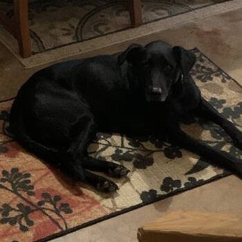 Rescue Black Labrador Retriever Dogs for Adoption in Oklahoma City, Oklahoma - Rosie C-34397 | PetCurious