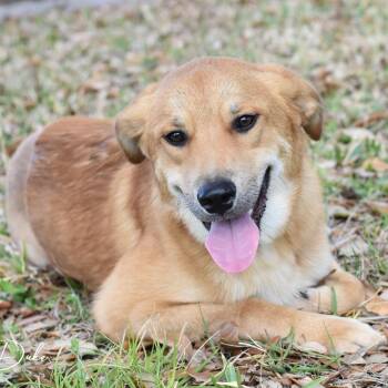 Labrador Retriever and Shepherd Dogs Available for Adoption in Conroe, Texas - Duke (Willis Pups) | PetCurious