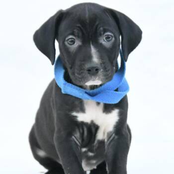 Kendall -  Black Labrador Retriever and Mixed Breed Dog for Adoption in South Elgin, Illinois - Kendall | PetCurious