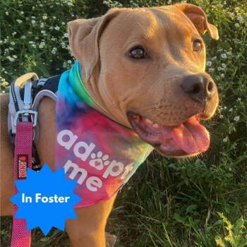 STAR -  Pit Bull Terrier Dog for Adoption in Indianapolis, Indiana - STAR | PetCurious