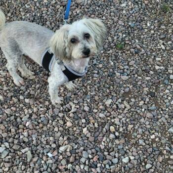 Miniature Poodle Dogs Available for Adoption - Reggie | PetCurious