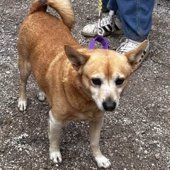 Benjamin Franklin -  Corgi and Mixed Breed Dog for Adoption in Austin, Texas - Benjamin Franklin | PetCurious