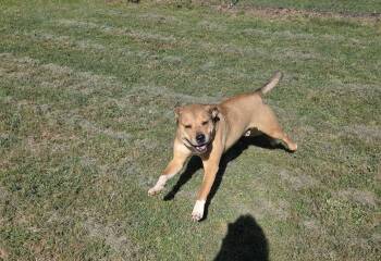 Razor -  German Shepherd Dog and Mixed Breed Dog for Adoption in Zimmerman, Minnesota - Razor | PetCurious