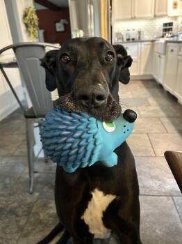 Rescue Great Dane Dogs for Adoption in Lakesite, Tennessee - Millie Mae | PetCurious