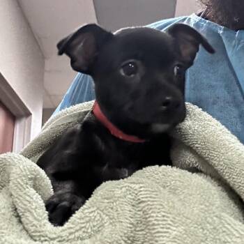 Eryka Badu -  Black Labrador Retriever Dog for Adoption in Yuma, Arizona - Eryka Badu | PetCurious