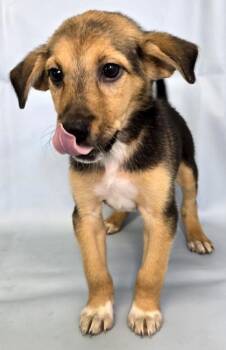 Khole -  Beagle and Shepherd Dog for Adoption in Morton Grove, Illinois - Khole | PetCurious
